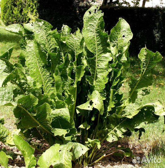 Продам корень хрена