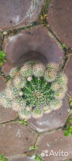 Кактусы и суккуленты