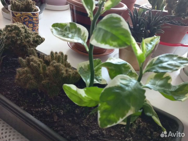 Педилантус