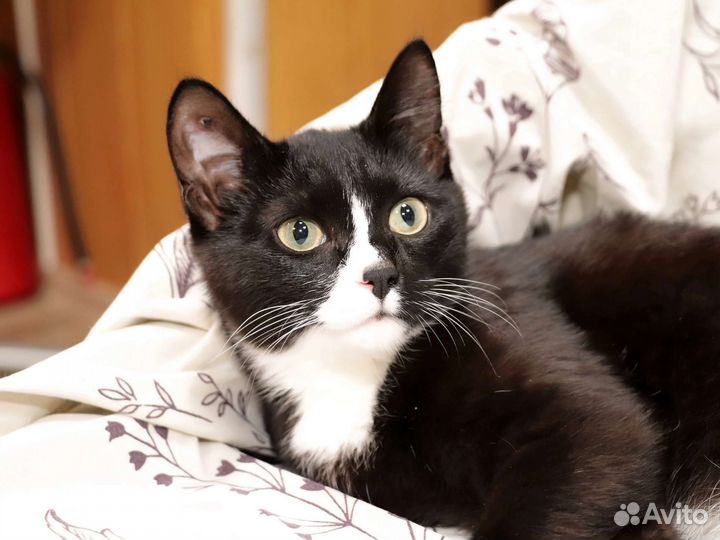 Джентельмен во фраке