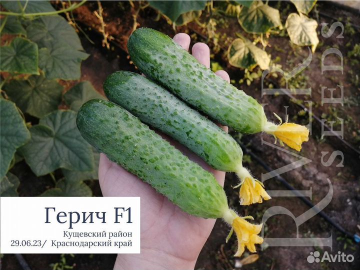 Продам семена,большой ассортимент