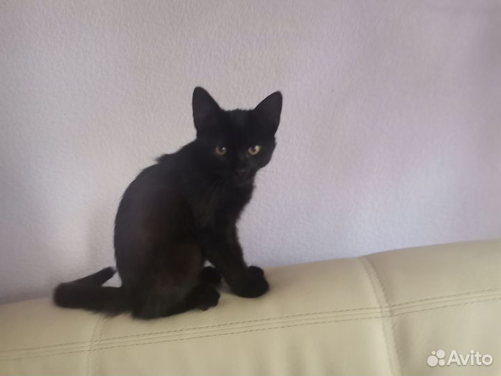 Котенок мальчик бесплатно