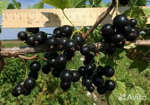 Смородина чёрная, красная, белая весна 2023