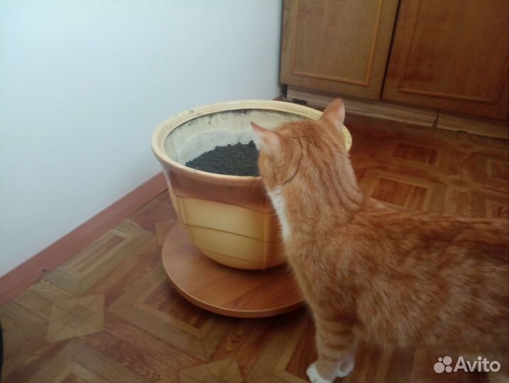 Горшок для цветов