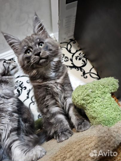 Котята мейн-кун