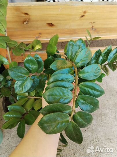 Замиокулькас