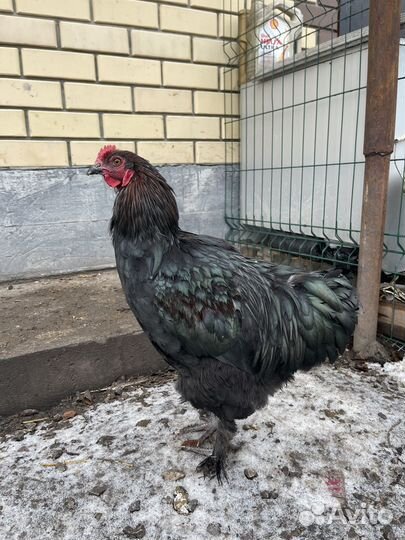 Молодые петухи