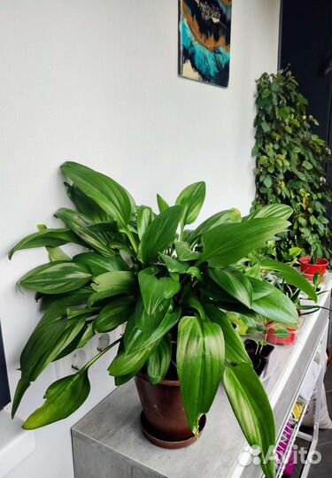 Пышный Дримиопсис