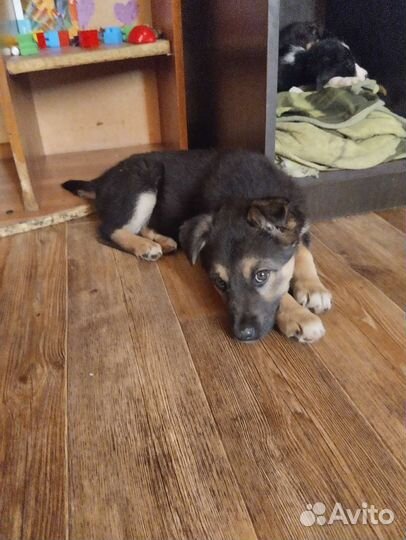 Щенок овчарки