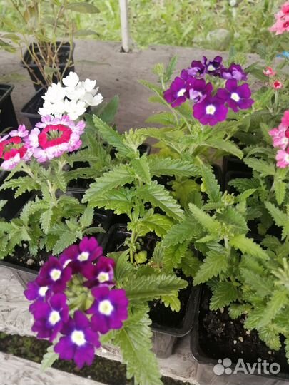 Вегетативная вербена и немезия