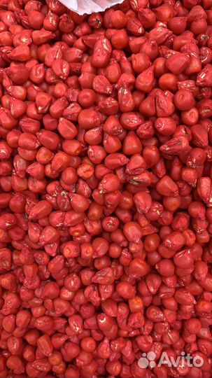 Семена кукурузы