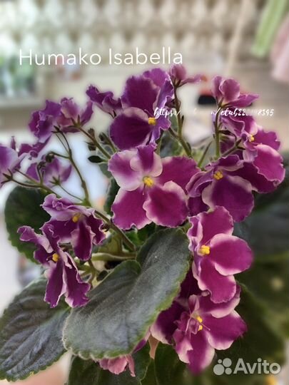 Сортовые фиалки