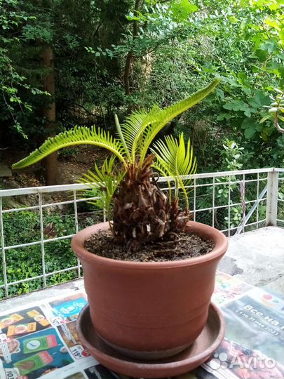 Цикас революта