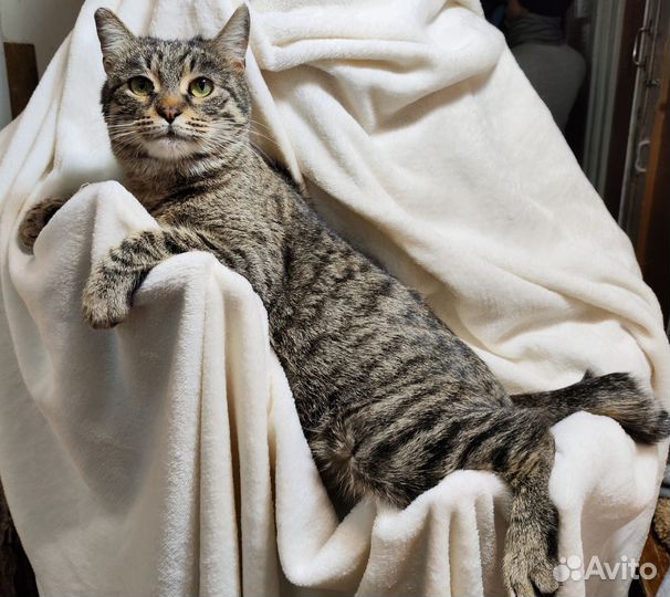 Кошки