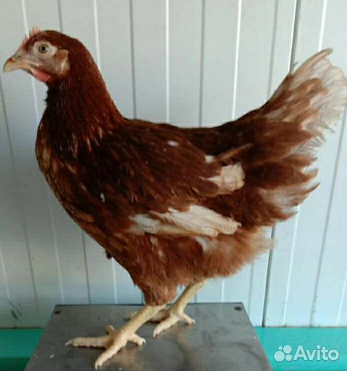 Куры молодки несушки