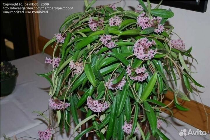 Хойя Минибель