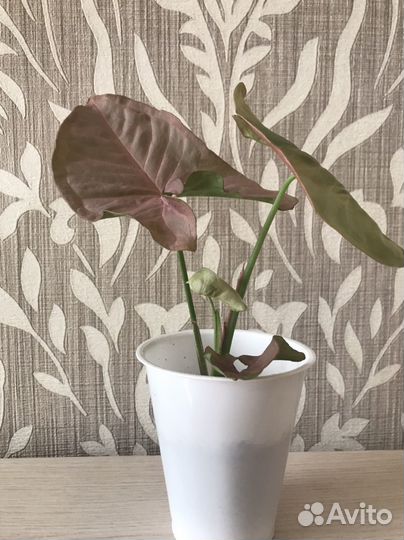 Комнатные растения цветы