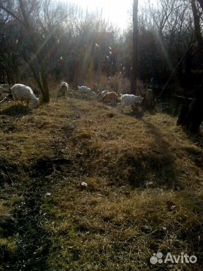 Козье молоко, мясо,творог, сыр, риккота, сыворотка