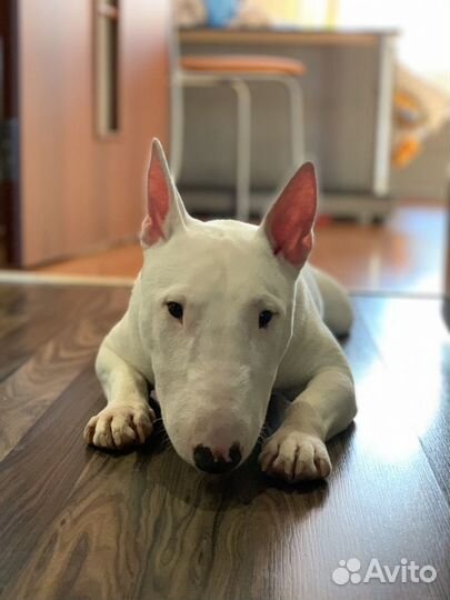 Миниатюрный Бультерьер