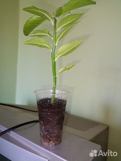 Педилантус