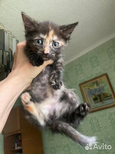 Котята 1,5 месяца