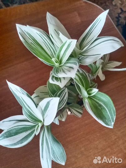 Филодедрон Краснеющий и др