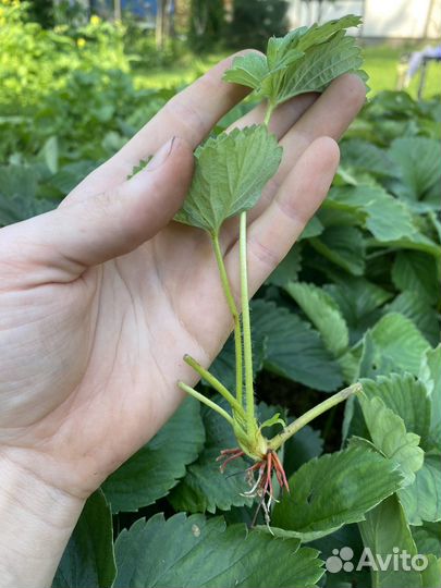 Клубничные усы