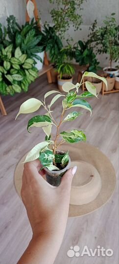 Фикус Керли