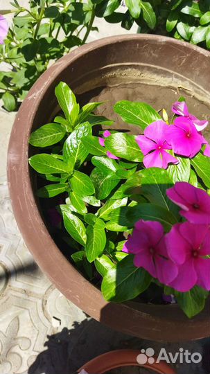 Катарантус