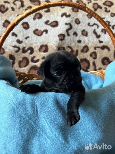 Щенки мопса