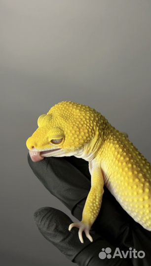 Геккон эублефар