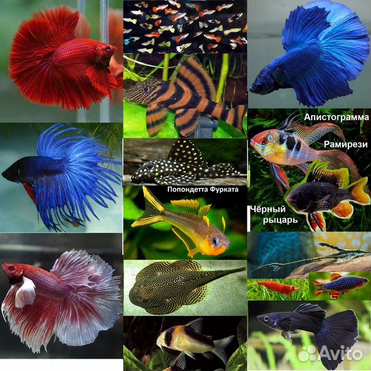 Рыбки, Креветки Амано, Петушки Севеллия Сомы Гуппи