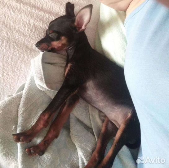 Русский той-терьер мини