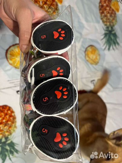 Одежда для собак