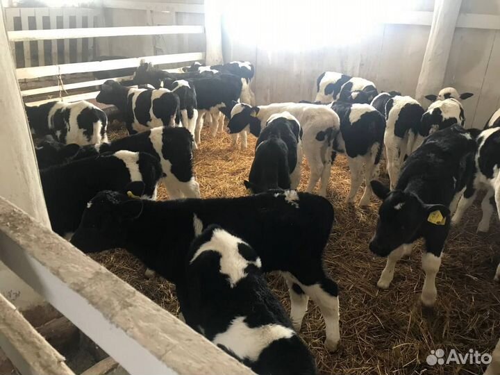 Телята, бычки и телки