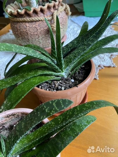 Гастерия трехгранная