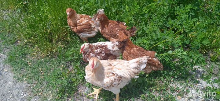 Молодняк кур-несушек породы хайсекс-браун