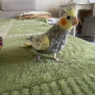 Попугай птенец кореллы