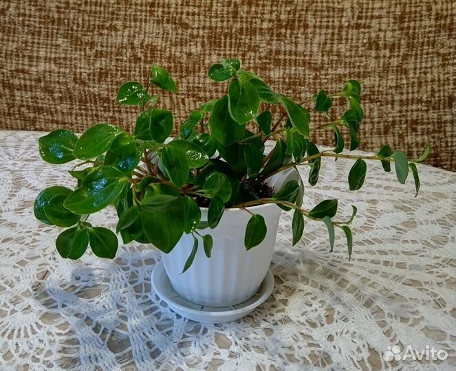 Пеперомия ампельная