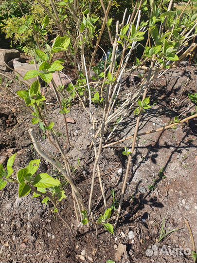 Садовая гортензия