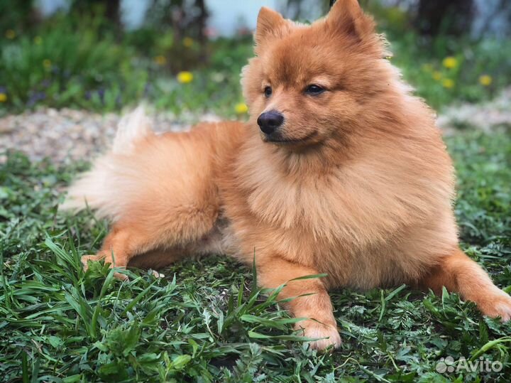 Немецкий шпиц вязка