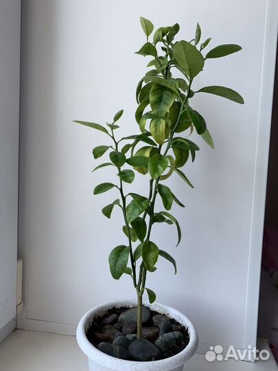 Мандариновое дерево