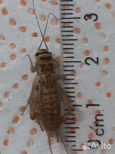 Кормовые насекомые