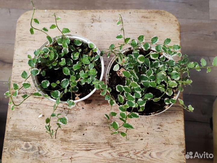 Фикус Пумила «Уайт Санни»