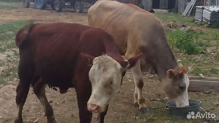 Бычок и Нетель