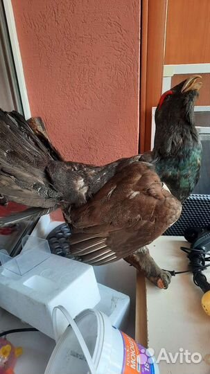 Чучело глухаря