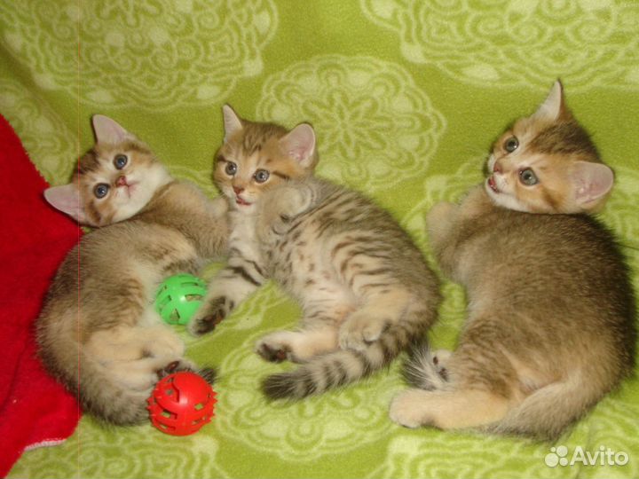 Золотые шиншиллы. Зеленоглазые