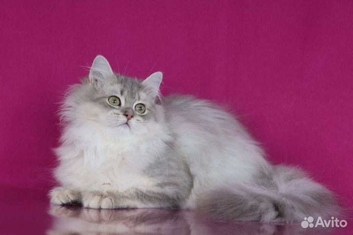 Британская золотая шиншилла