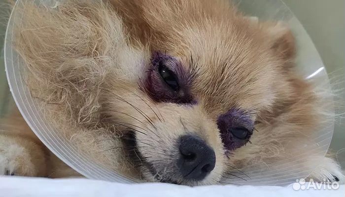 Скорая ветеринарная помощь. Ветеринарный врач