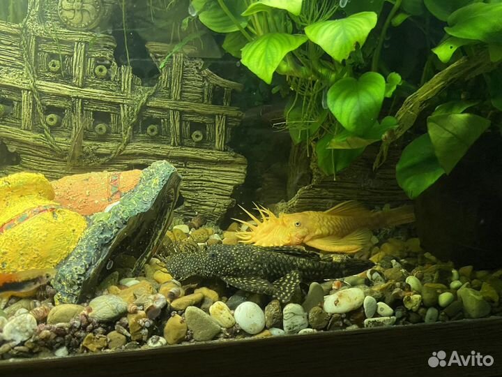 Аквариум juwel 220